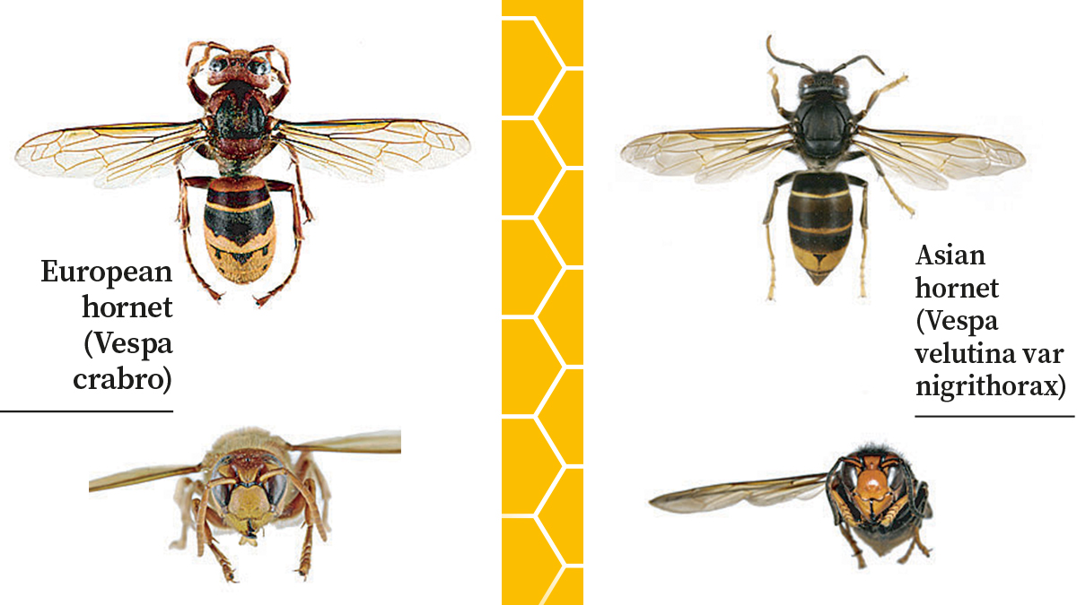 Asian Hornets vs European Hornets Asian Hornets vs European Hornets